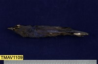 藏品(臺灣紫嘯鶇)的圖片